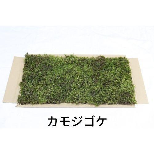 天然苔　最上質1.5トレー　上質大1トレー 生きてる乾燥苔】 280×580mm 6種類 各1枚 合計1m2 庭園 造園 盆栽 苔玉