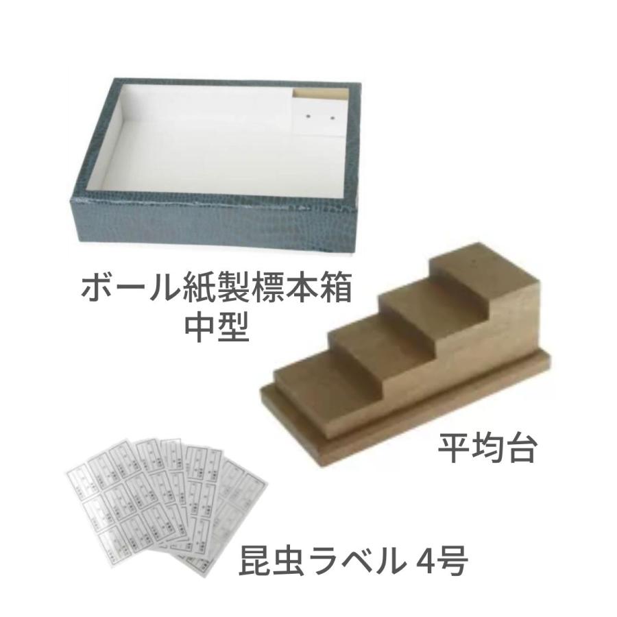 中型標本箱 4箱 バードウィング製 ドイツ型標本箱 BW70 (幅50.7×