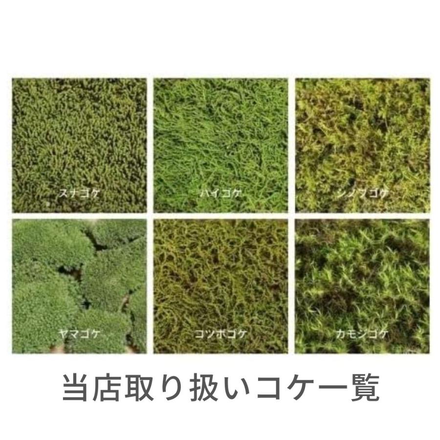 スナゴケ 120×140mm 庭園 造園 盆栽 こけ コケ 苔 ジオラマ テラリウム