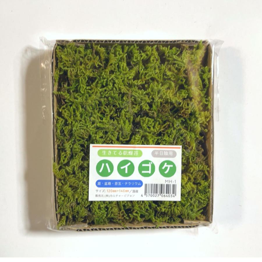 ハイゴケ　10トレー　苔　苔玉　苔リウム　苔テラリウム　こけ　コケ 天然 上質 ハイゴケ 10トレー 苔 苔玉 苔リウム 苔テラリウム こけ
