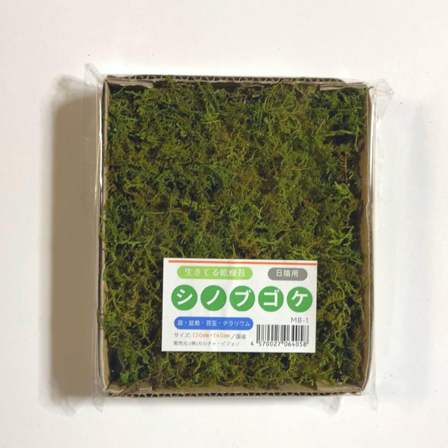ゴーゴーセール】シノブゴケ 120×140mm【2個セット】苔玉 庭園 造園