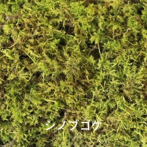 ゴーゴーセール】シノブゴケ 120×140mm【2個セット】苔玉 庭園 造園
