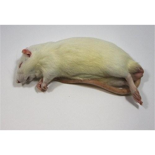 冷凍アダルトラットS (約60〜80g) 100匹入り【クール便発送】猛禽類 爬虫類 肉食 肉 ヘビ トカゲ マウス ネズミ ラット 鼠 ねずみ エサ 餌 フード