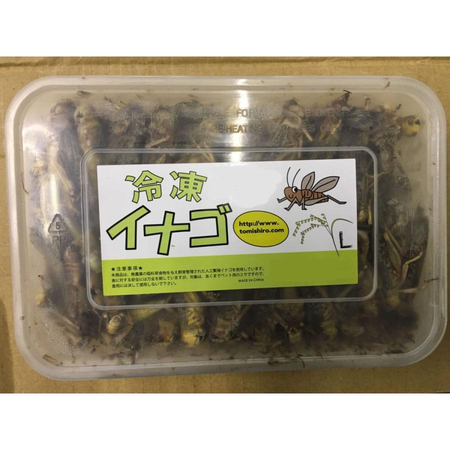 冷凍イナゴlサイズ 0g 6個セット 両生類 中型魚 大型魚 熱帯魚 アロアナ 亀 カメ かめ 小動物 エビ えび 海老 カルシウム エサ 餌 フード 最大98 オフ