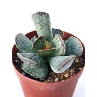 天錦章 : Cacto-Loco - 通販 - Yahoo!ショッピング