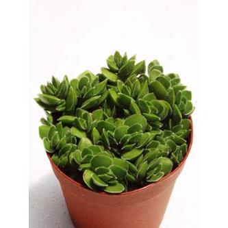 デイビット : Cacto-Loco - 通販 - Yahoo!ショッピング