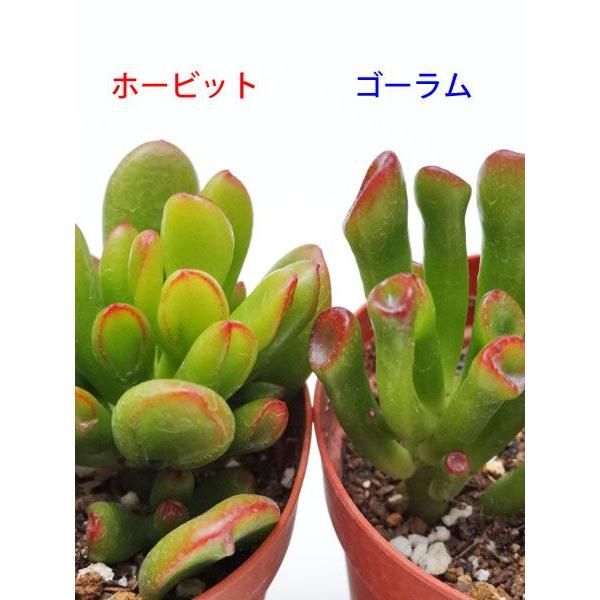 ホービット : Cacto-Loco - 通販 - Yahoo!ショッピング