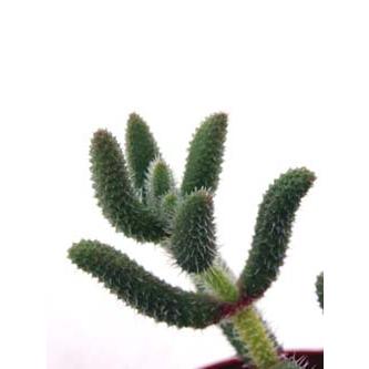 デロスペルマ属 雷童 らいどう De 002 Cacto Loco 通販 Yahoo ショッピング