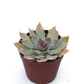 シャビアナ : Cacto-Loco - 通販 - Yahoo!ショッピング