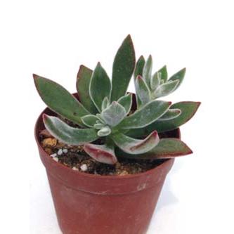 ハムシー : Cacto-Loco - 通販 - Yahoo!ショッピング