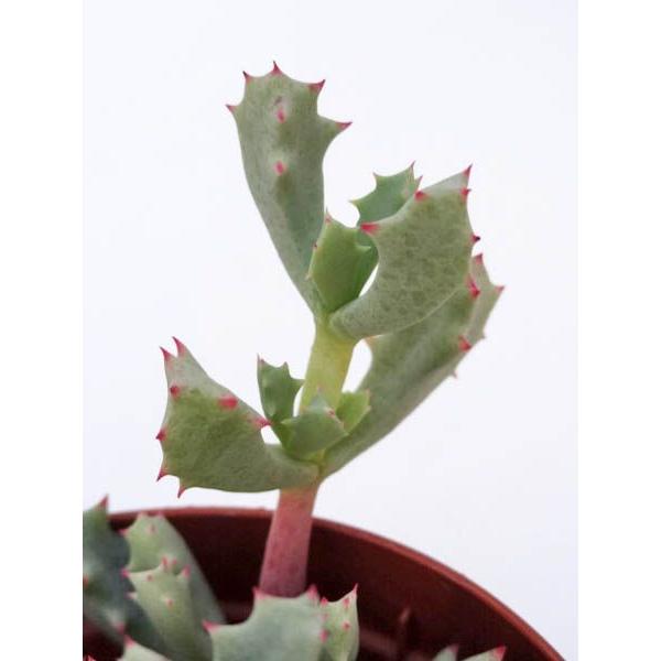 琴爪菊 : Cacto-Loco - 通販 - Yahoo!ショッピング