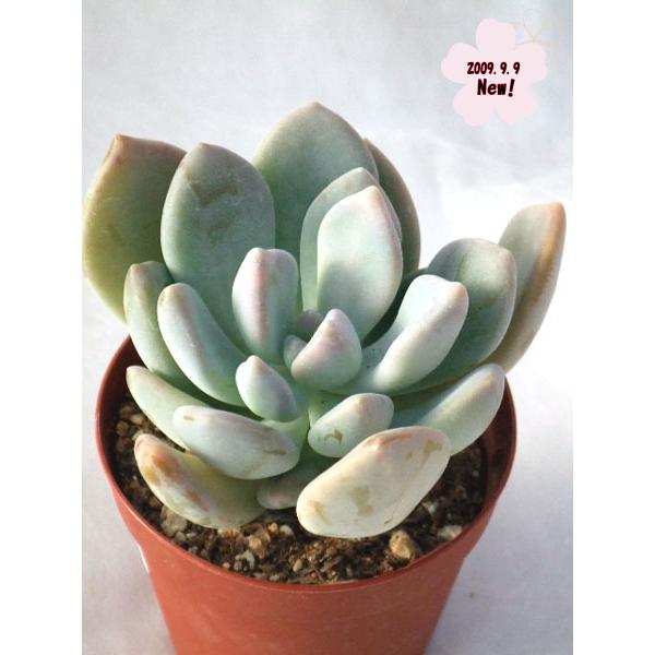 月花美人 新着商品