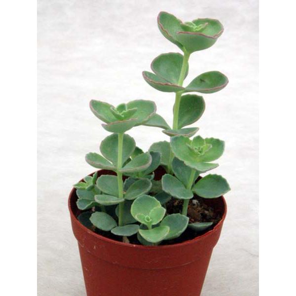 ミセバヤ まとめ買い