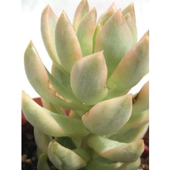 月の王子錦 : Cacto-Loco - 通販 - Yahoo!ショッピング