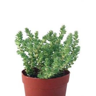 ラベンダーになります。 The adidas ZX 8000 “Ice Mint” is On the Way | House of Heat°