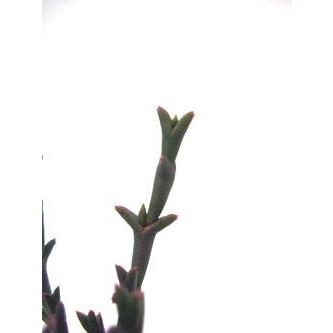 スミクロスティグマ属 桜 竜 : Cacto-Loco - 通販 - Yahoo!ショッピング