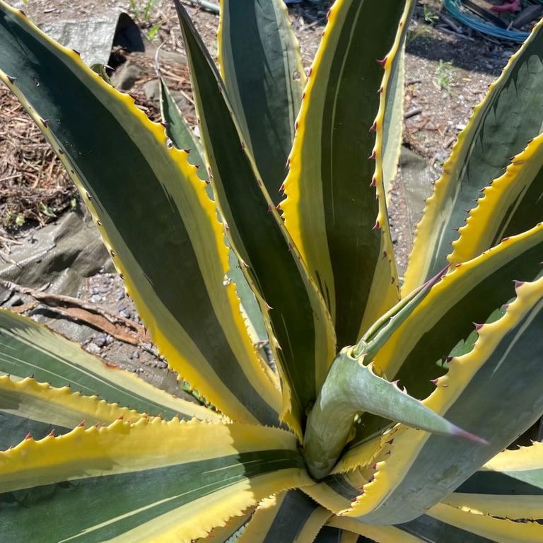 アガベ　アメリカーナ　覆輪 3号（Yahoo!・Cactus.Tokyo）