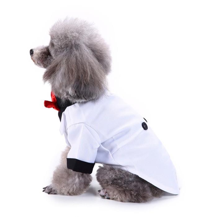 犬服 小型犬用 タキシード フォーマル 結婚式 イベント ブラック 誕生日 大きいサイズ 蝶ネクタイ お散歩 かっこいい Glf04 癒し館 通販 Yahoo ショッピング