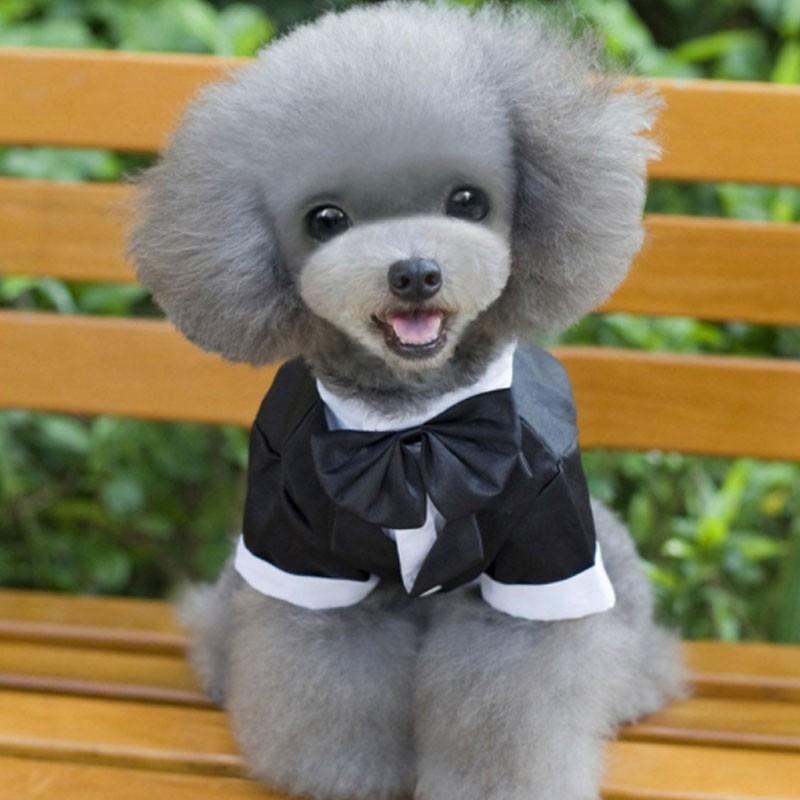 犬服 犬の服 タキシード 結婚式 冠婚葬祭 S M L Xl 2xl イベント 撮影 ウェディング Qy28 癒し館 通販 Yahoo ショッピング