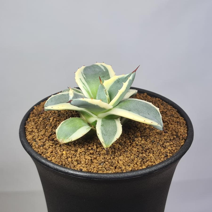 アガベ クリームスパイク アプラナータ メリコ錦 アガベ：メリコ錦（クリームスパイク）3号鉢植え の通販 | 園芸