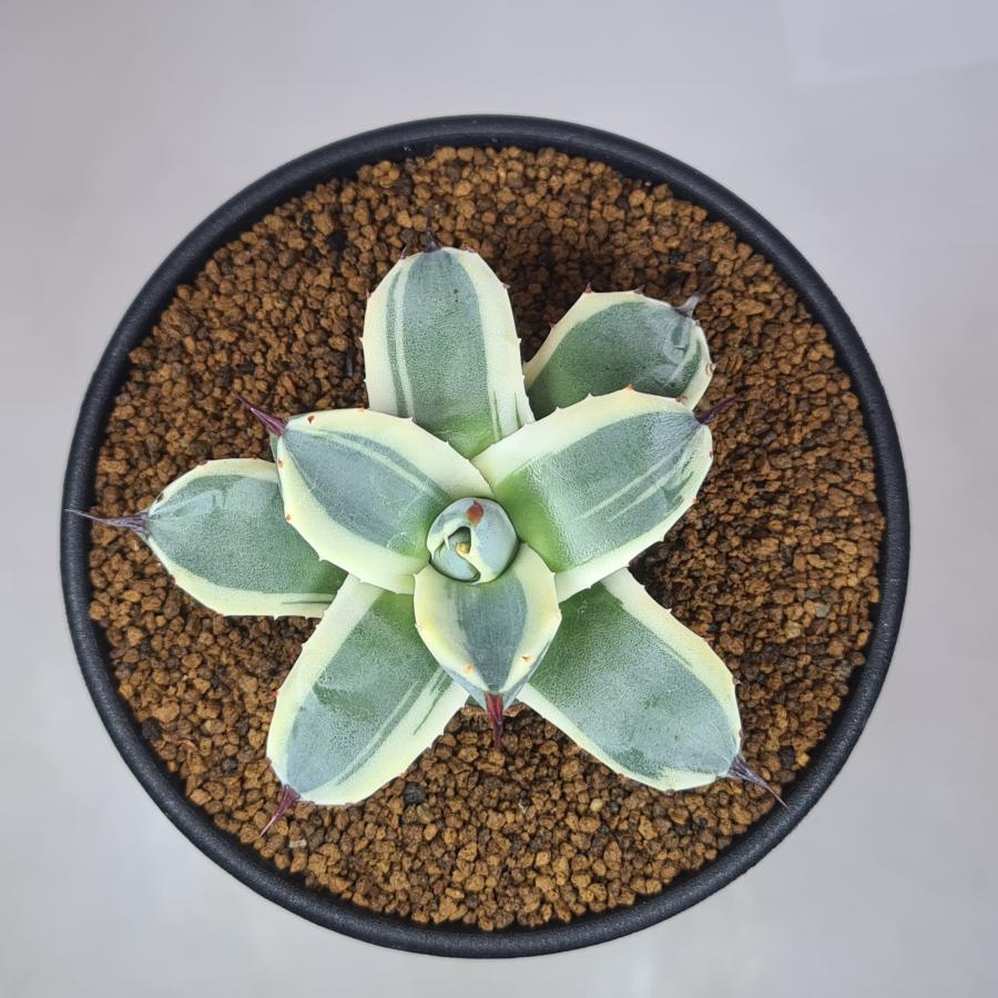 アガベ・アプラナタ 'クリームスパイク'（メリコ錦） 9cm鉢