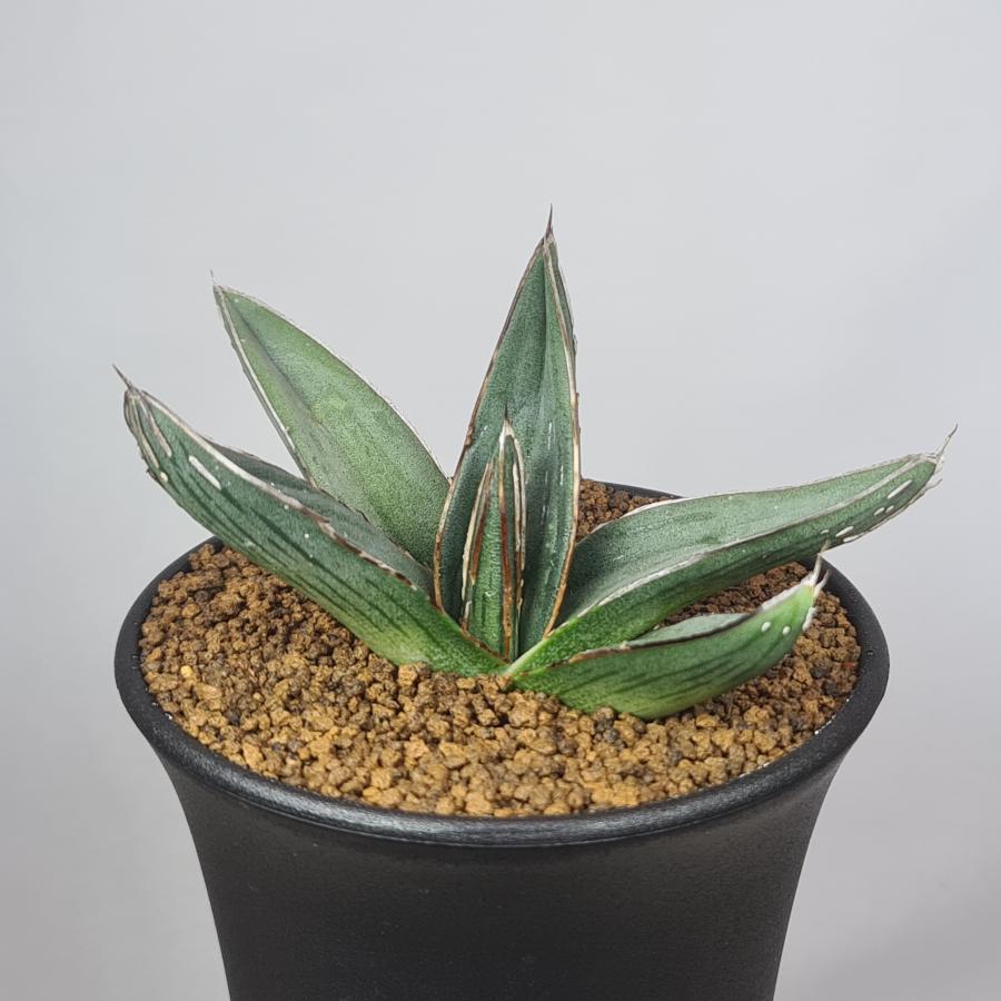 アガベ・ニッケルシー  9cm鉢 | 