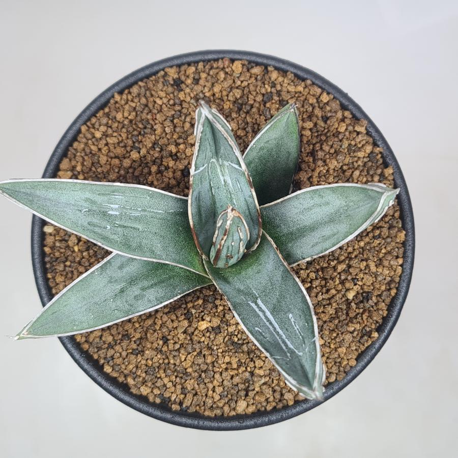 アガベ・ニッケルシー  9cm鉢 |  | 01