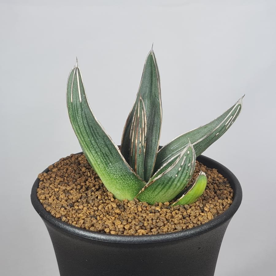 アガベ・ニッケルシー  9cm鉢 |  | 02