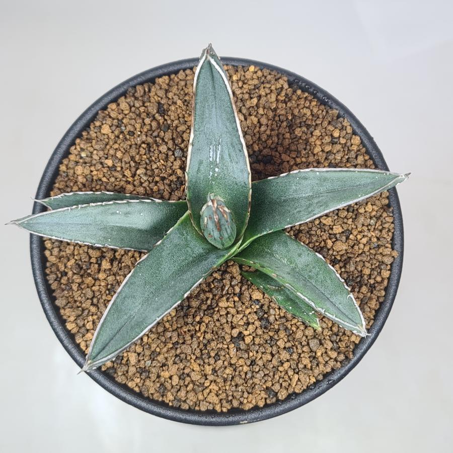 アガベ・ニッケルシー  9cm鉢 |  | 03