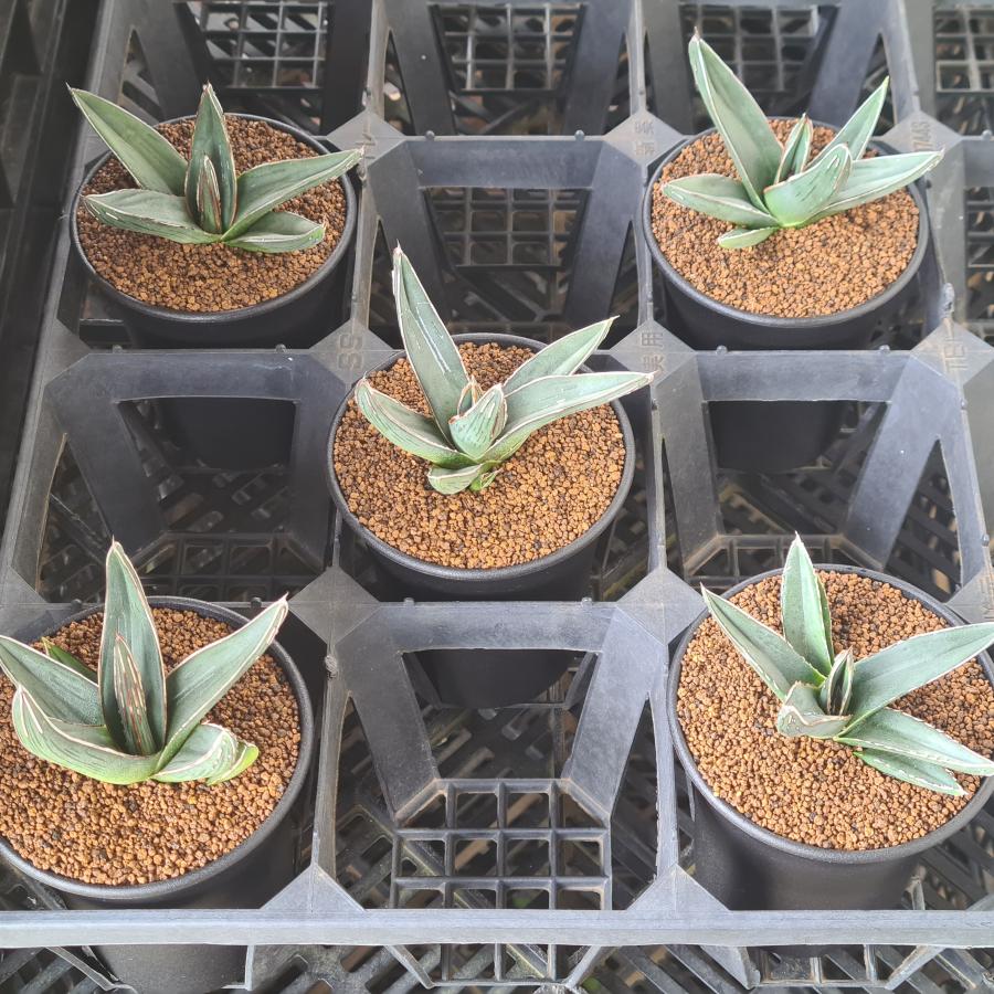 アガベ・ニッケルシー  9cm鉢 |  | 04
