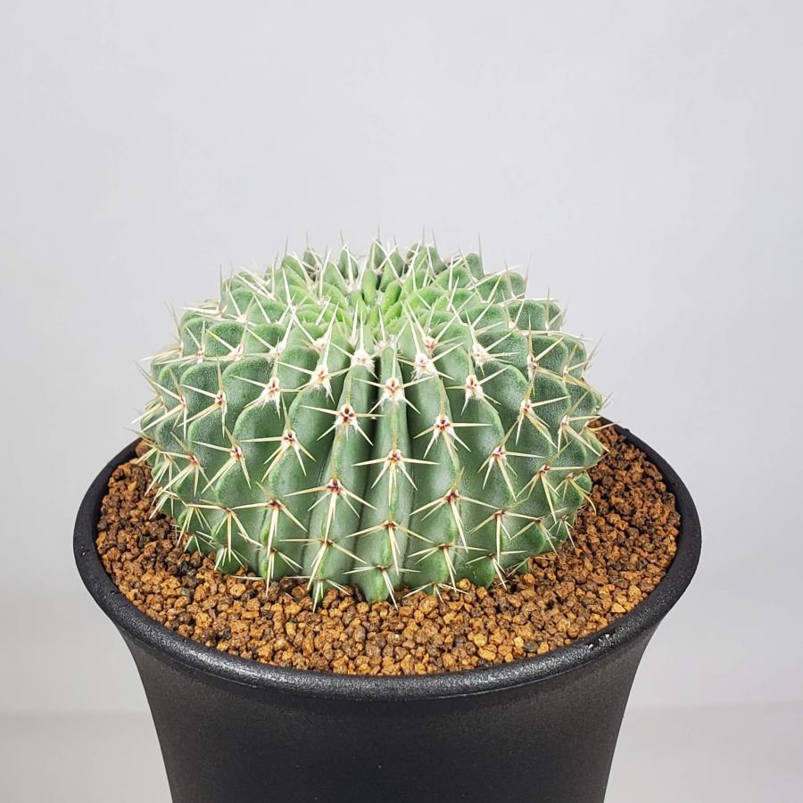 パロジア・ブイニンギー 9cm鉢 : カクタス長田 Yahoo!ショッピング店