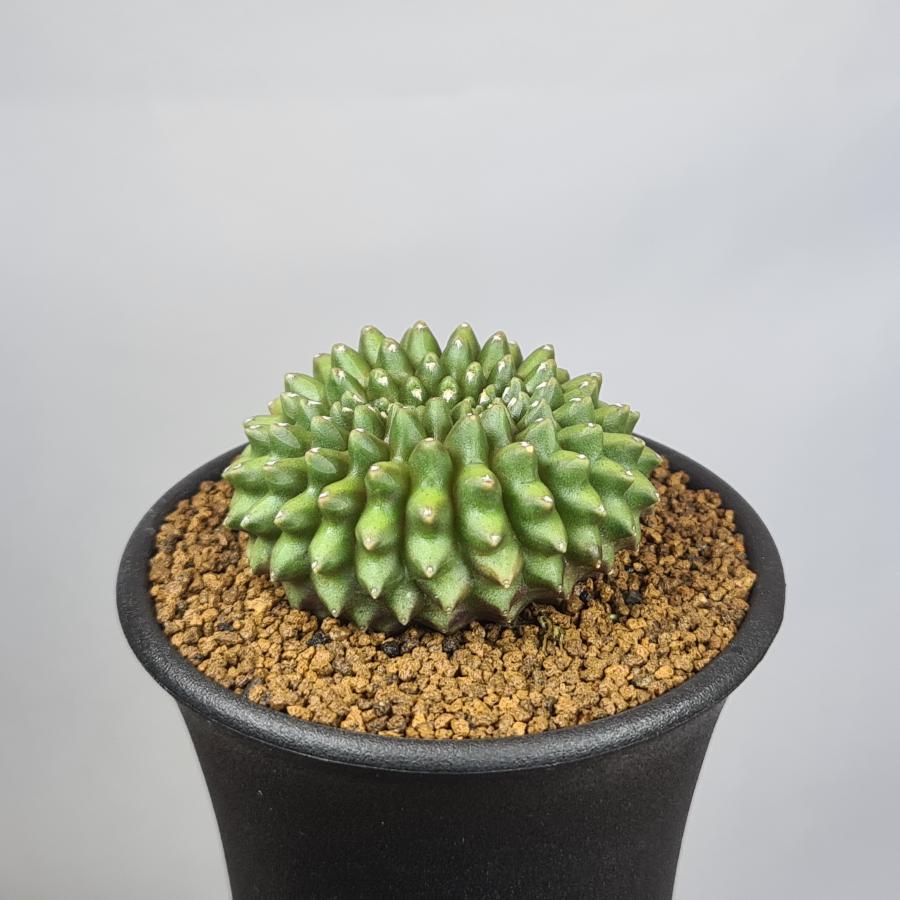 ギムノカリキウム・刺無牡丹玉綴化 7.5cm鉢 : カクタス長田 Yahoo