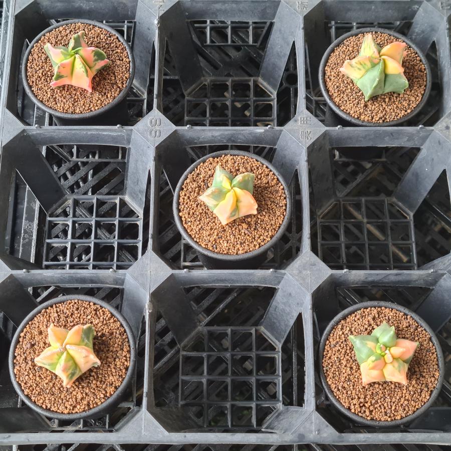 アストロフィツム・亀甲鸞鳳玉錦 7.5cm鉢 : カクタス長田 Yahoo