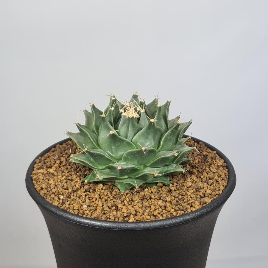 群生　帝冠　オブレゴニア　デネグリイ オブレゴニア デネグリイ 帝冠 実生 Obregonia denegrii no.
