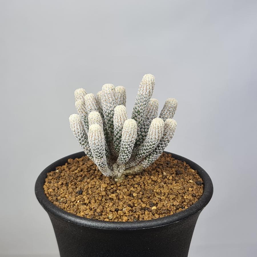 ツルビニカルプス・クラインツィアヌス 変種ミニムス 7.5cm鉢