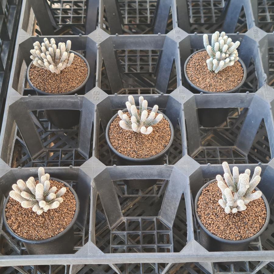 ツルビニカルプス・クラインツィアヌス 変種ミニムス 7.5cm鉢