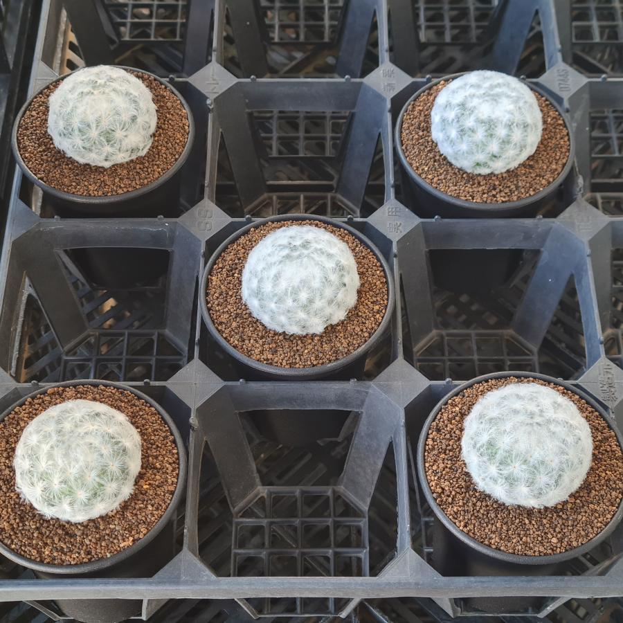 マミラリア・プルモサ 白星 9cm鉢 : カクタス長田 Yahoo!ショッピング