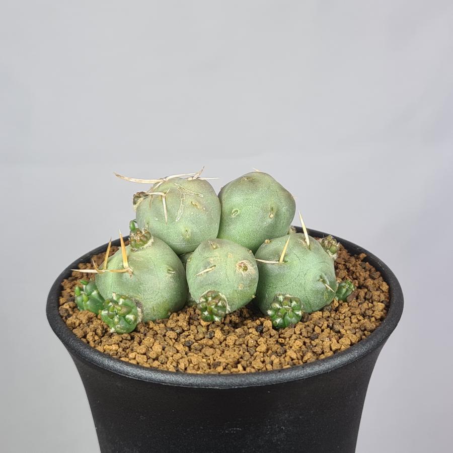 テフロカクタス・アトロビリディス 9cm鉢 : カクタス長田 Yahoo