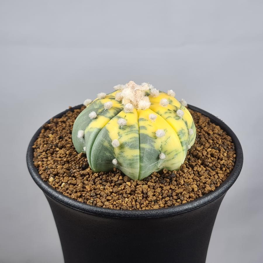 アストロフィツム・兜丸錦 (ヒトデタイプ) 9cm鉢 : カクタス長田 Yahoo