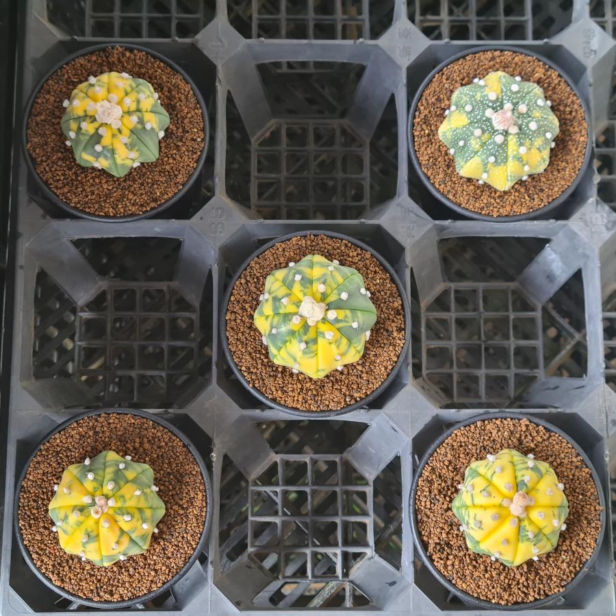 特大　大疣兜丸　ヒトデタイプ （全幅13.6cm）自家繁殖苗　アストロフィツム アストロフィツム・兜丸錦 (ヒトデタイプ) 9cm鉢 : カクタス長田