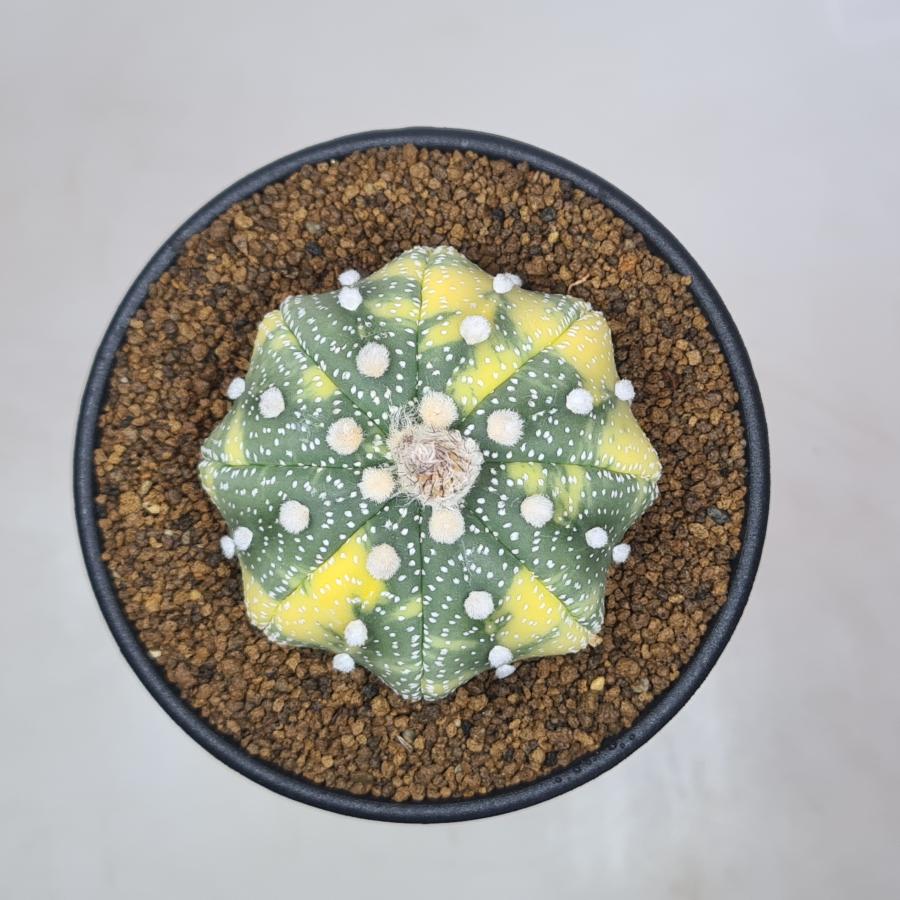 アストロフィツム・兜丸錦 (ヒトデタイプ) 9cm鉢 : カクタス長田