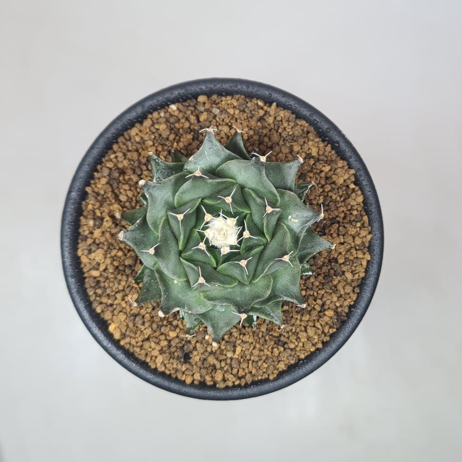 オブレゴニア・デネグリイ 帝冠 7.5cm鉢 |  | 01