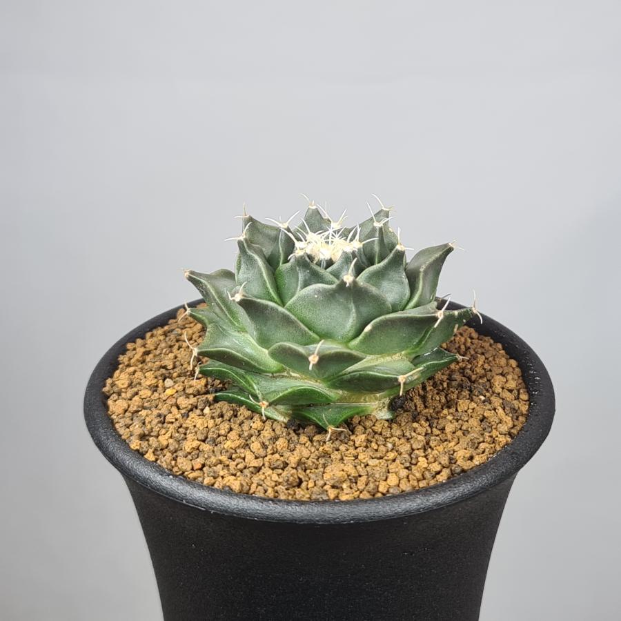 オブレゴニア・デネグリイ 帝冠 7.5cm鉢 |  | 02