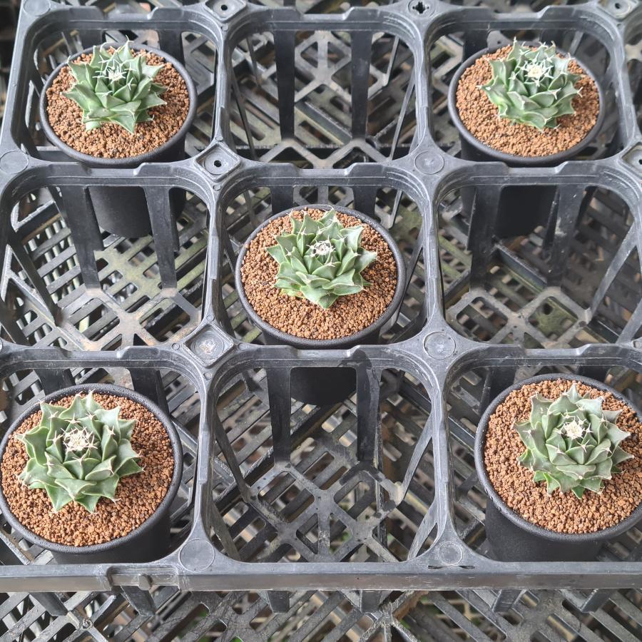 オブレゴニア・デネグリイ 帝冠 7.5cm鉢 |  | 04