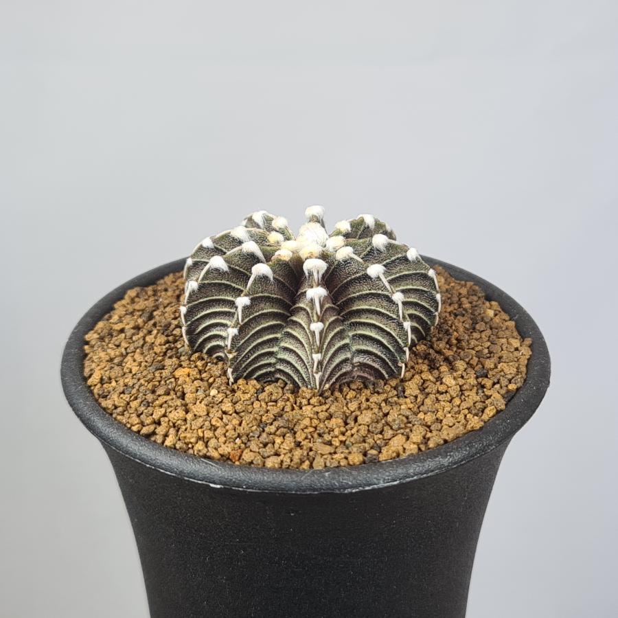 ギムノカリキウム・VOS1241 【7.5cm鉢】 : カクタス長田 Yahoo