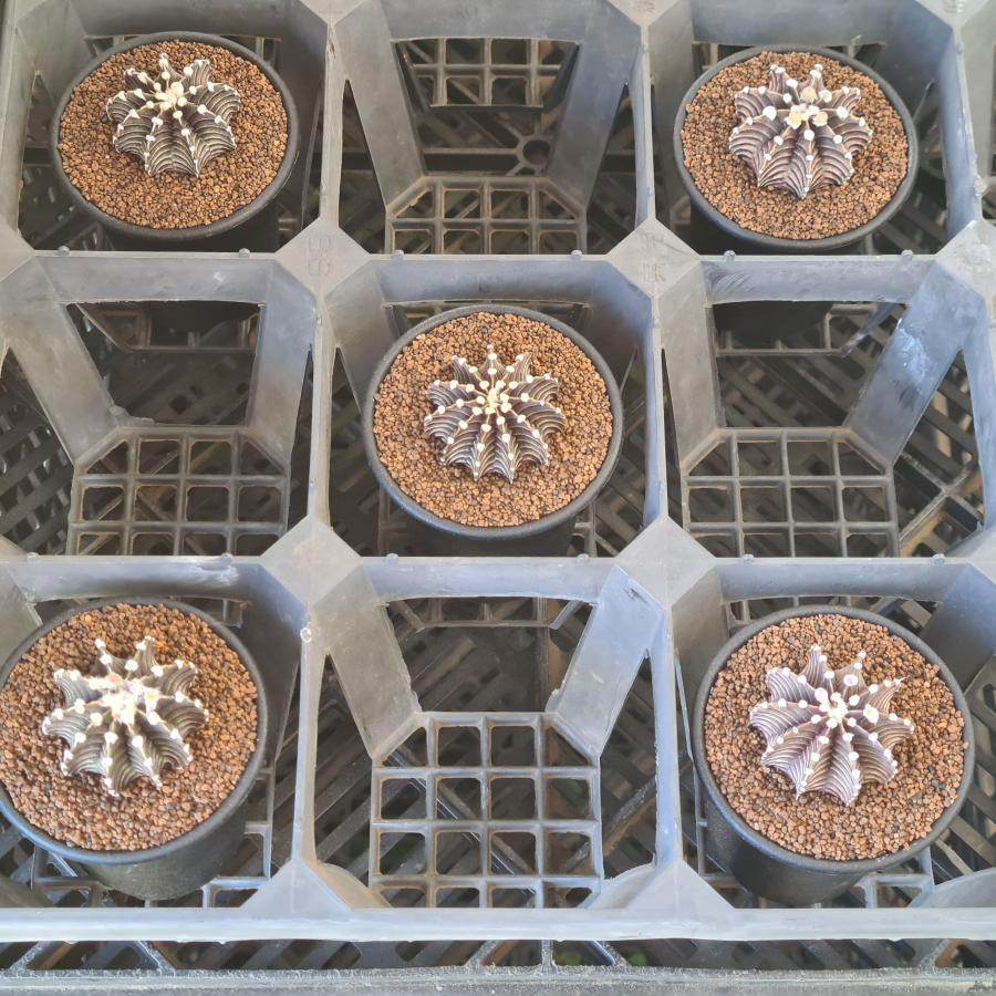 キムホノ　大鉢 キムホノ 織部深鉢 | gallery you