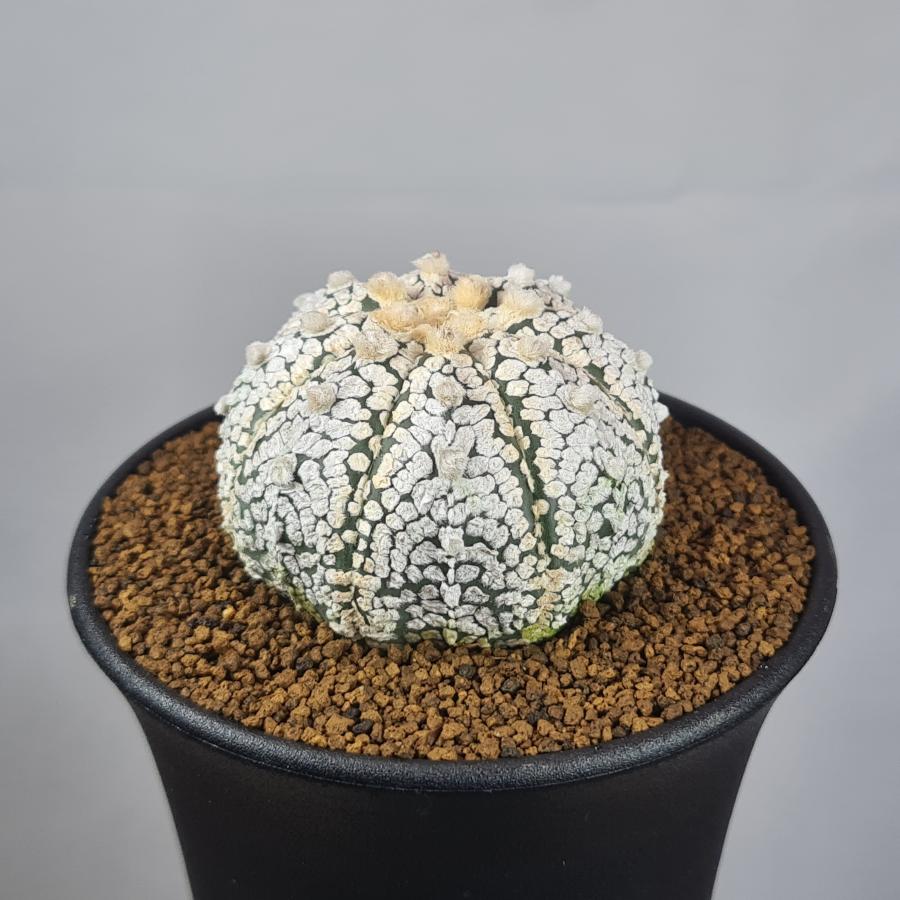 アストロフィツム・ミラクル兜 9cm鉢 : カクタス長田 Yahoo