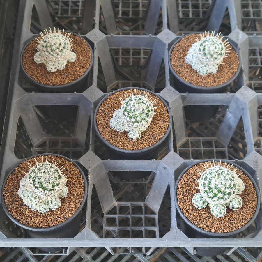 マミラリア・デュエイ 9cm鉢 : カクタス長田 Yahoo!ショッピング店