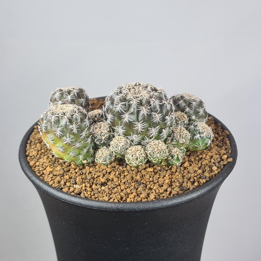 スルコレブチア・クルゲラエ変種 ホフマニー RH0834 【9cm鉢