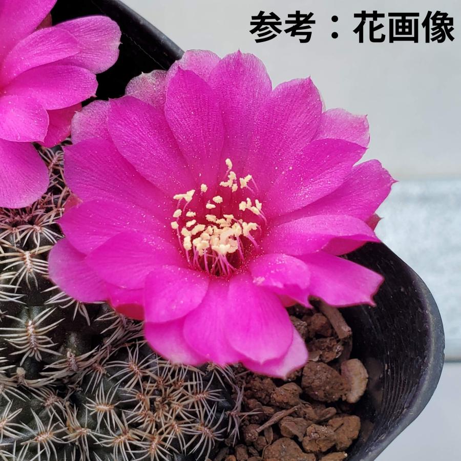 スルコレブチア・クルゲラエ変種 ホフマニー RH0834 【9cm鉢